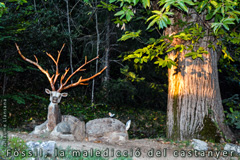 'Fòssil, la maledicció del castanyer' by Jaume Llansana 'Fòssil, la maledicció del castanyer' by Jaume Llansana